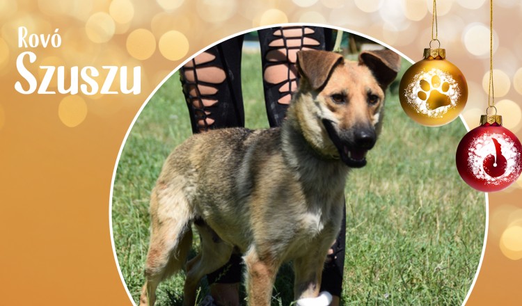 Rovó Szuszu - Mennyből a kuckó