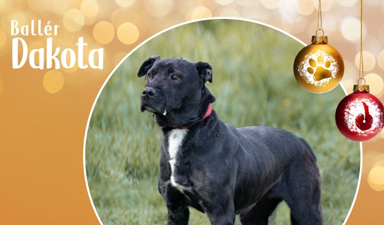 Ballér Dakota - Mennyből a kuckó